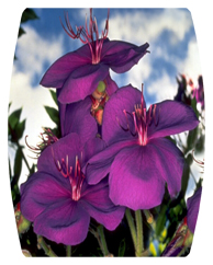 DAREC-025 Purple Roadsidea